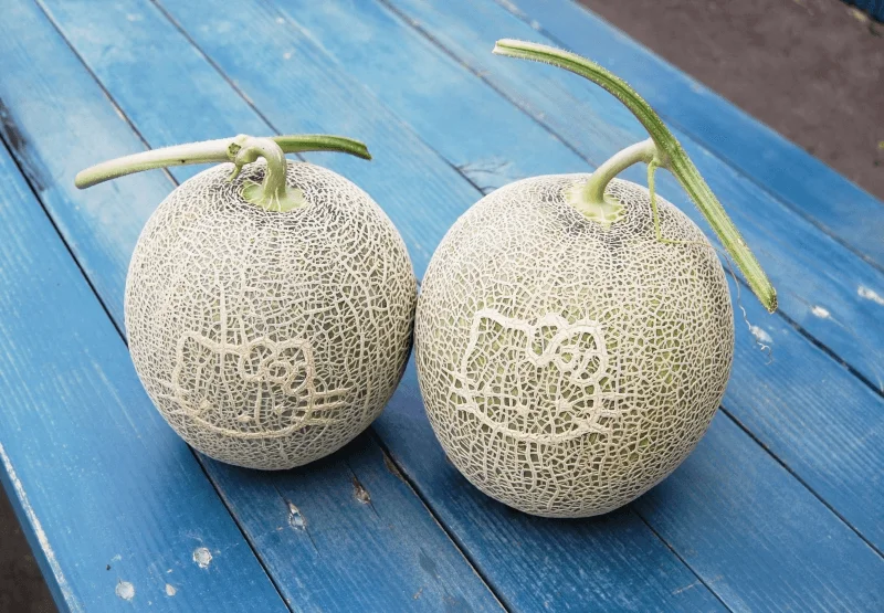 Yoshida Farm Furano melons