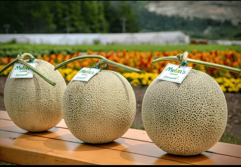 Yamazaki Melon Farm Yamabe Furano
